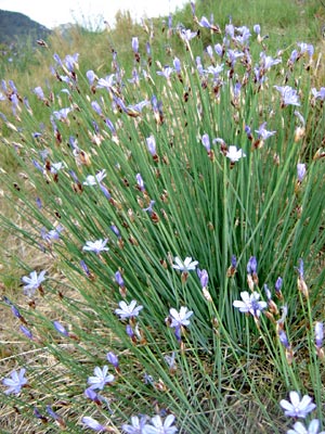 respect de la biodiversité