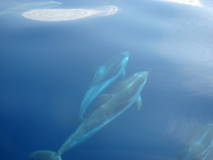 dauphins