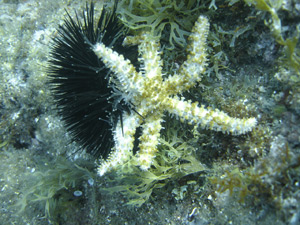 étoile de mer